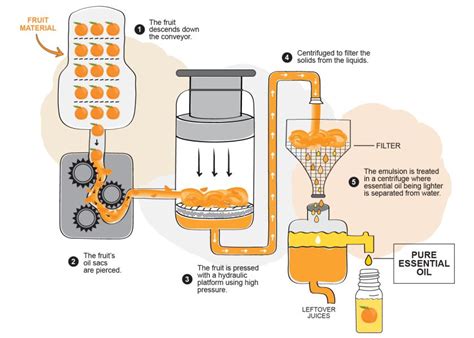 perfume extraction|perfume extraction process.